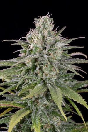 UK Cheese Auto