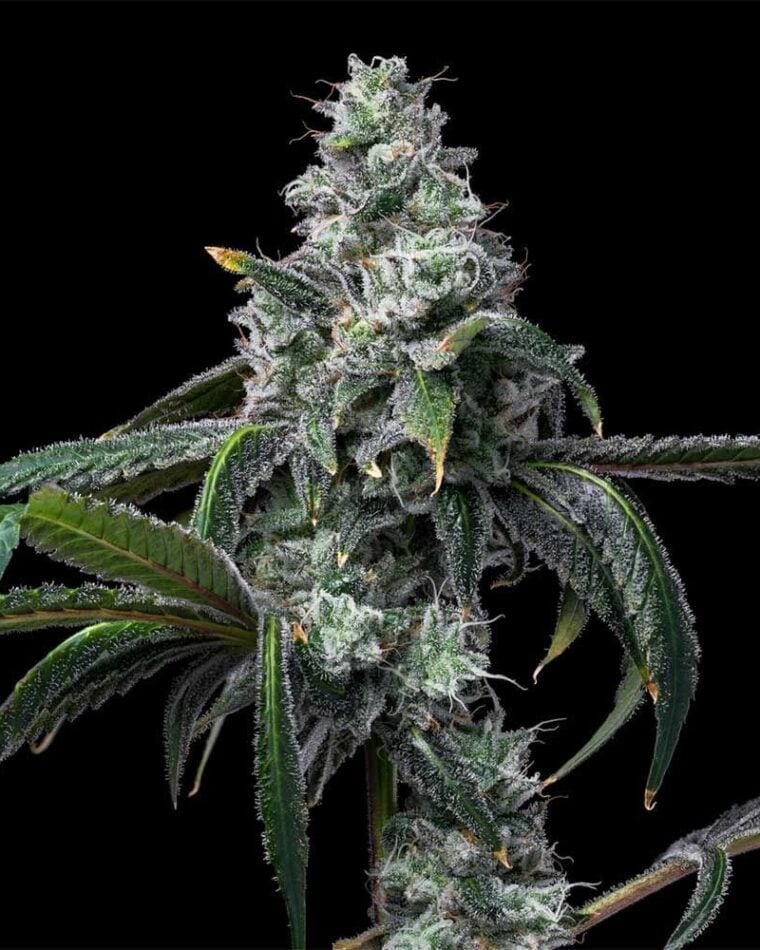 UK Cheese x Hollywood cannabis seeds – 12/12 Photoperiod – Skunky – Feminized – image 1 from Seed City