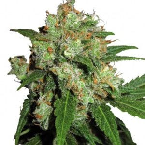 UK Cheesy Express Auto by Phoenix Cannabis Seeds – Auto-Flowering – Female seeds – Cheese – image 1 – Seed City