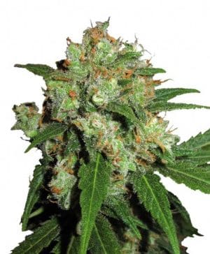 UK Cheesy Express Auto