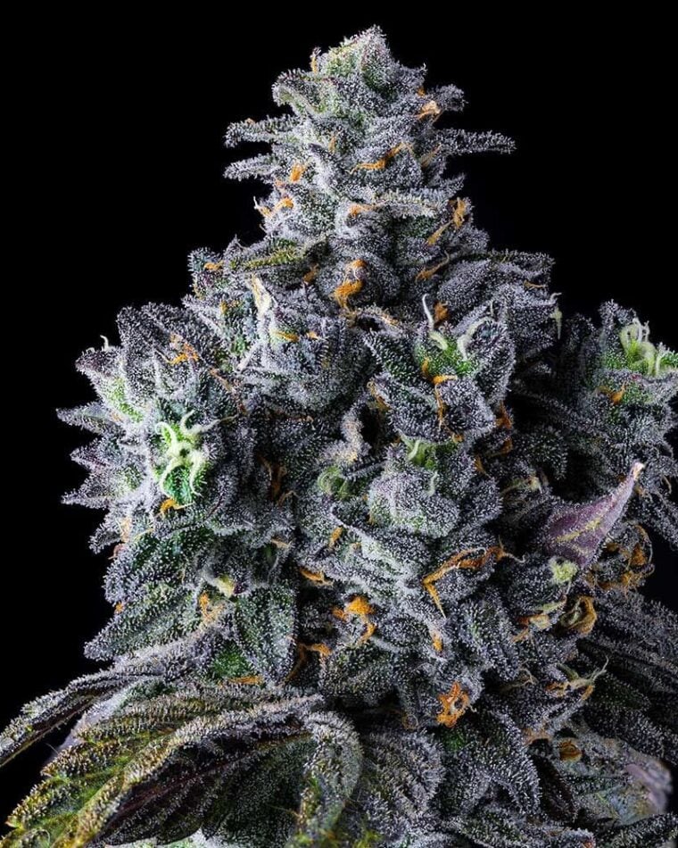 UK Riot from Compound Genetics