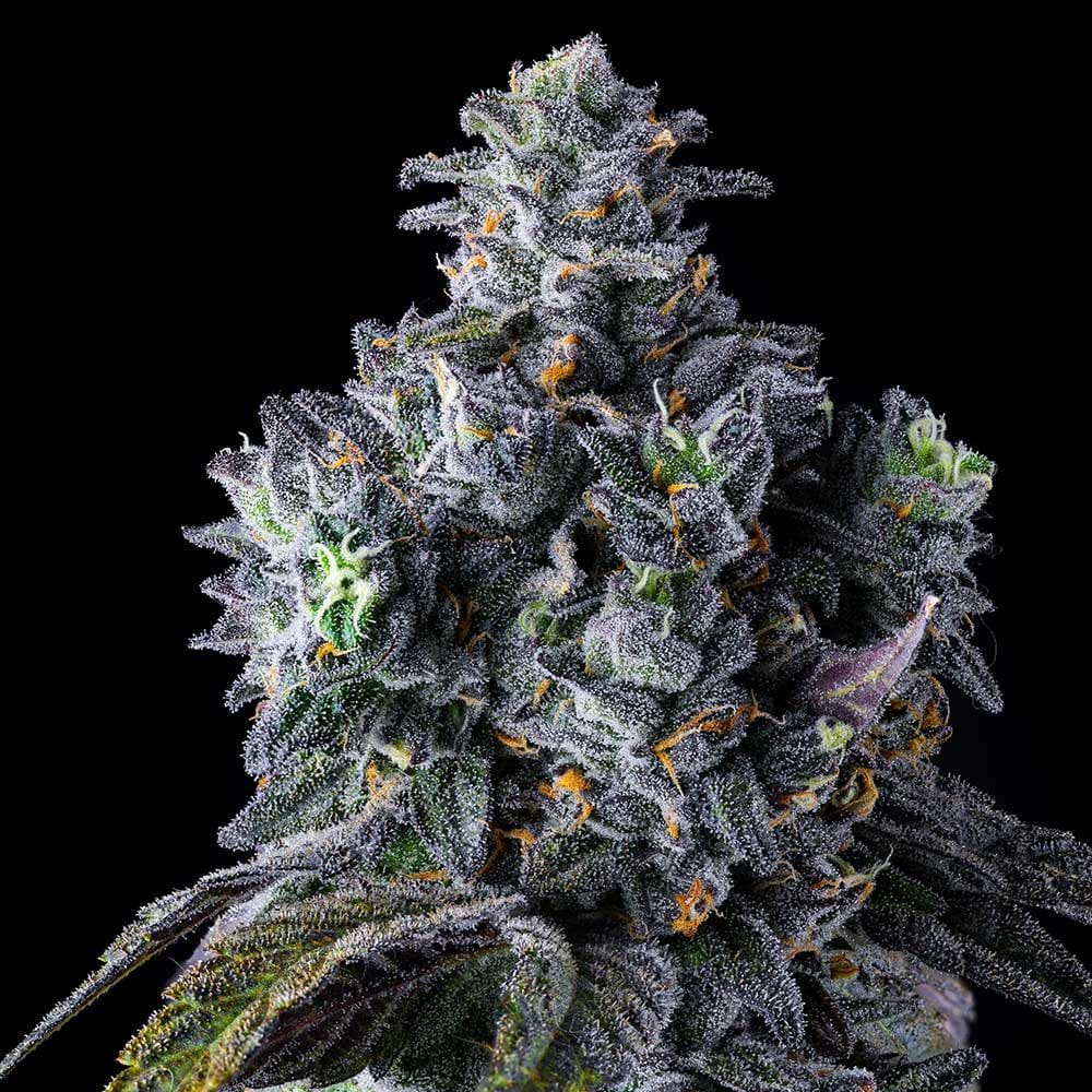 UK Riot from Compound Genetics