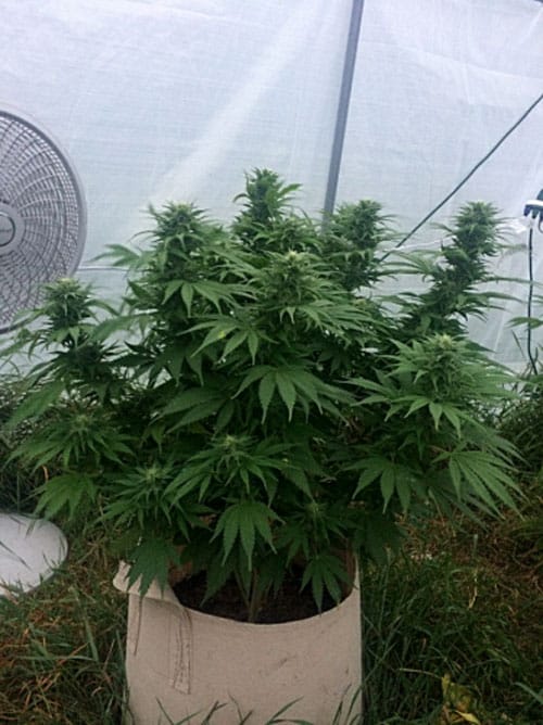Ultimate Banana Kush IBL cannabis seeds – Beginning of October – Banana – Relaxing – image 2 from Seed City