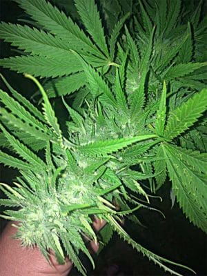 Ultimate Banana Kush IBL