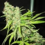 showing Short (up to 80cm) – Hashy – 12/12 Photoperiod – image 2 – Seed City