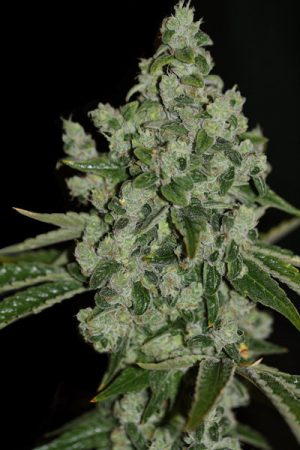 MK UltraSour Kush