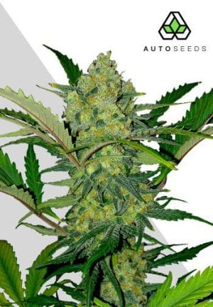 Ultra Lemon Haze