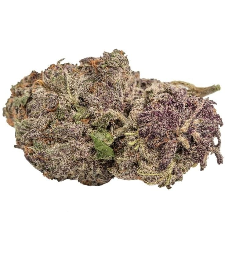 Ultra Violet GMO by Growers Choice – Super Strength – 12/12 Photoperiod – Female seeds – image 1 – Seed City