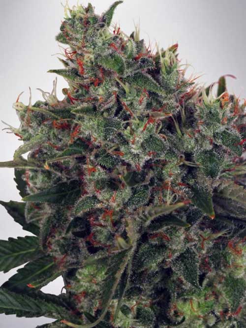 Sativa Dominant – Feminized – Social – Ultra White Amnesia strain – image 1 – from Ministry of Cannabis via Seed City
