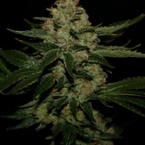 UnderDawg Kush cannabis seeds – Indica-heavy – Feminized – 12/12 Photoperiod – image 1 from Seed City