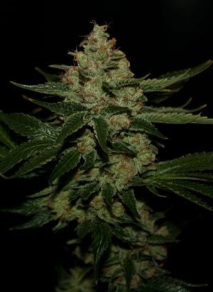 UnderDawg Kush