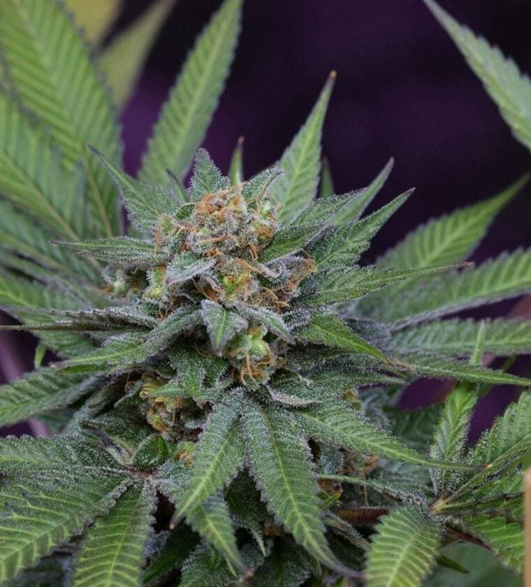 Uva cannabis seeds – Regular – Grape – 12/12 Photoperiod – image 1 from Seed City