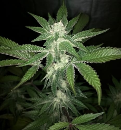 V Kush by Haute Genetique – Regular – 12/12 Photoperiod – Indoor-friendly – image 2 – Seed City