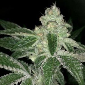 Image 1 of V Kush cannabis by Haute Genetique – 12/12 Photoperiod – Indoor-friendly – Regular – Seed City