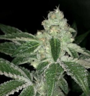 V Kush