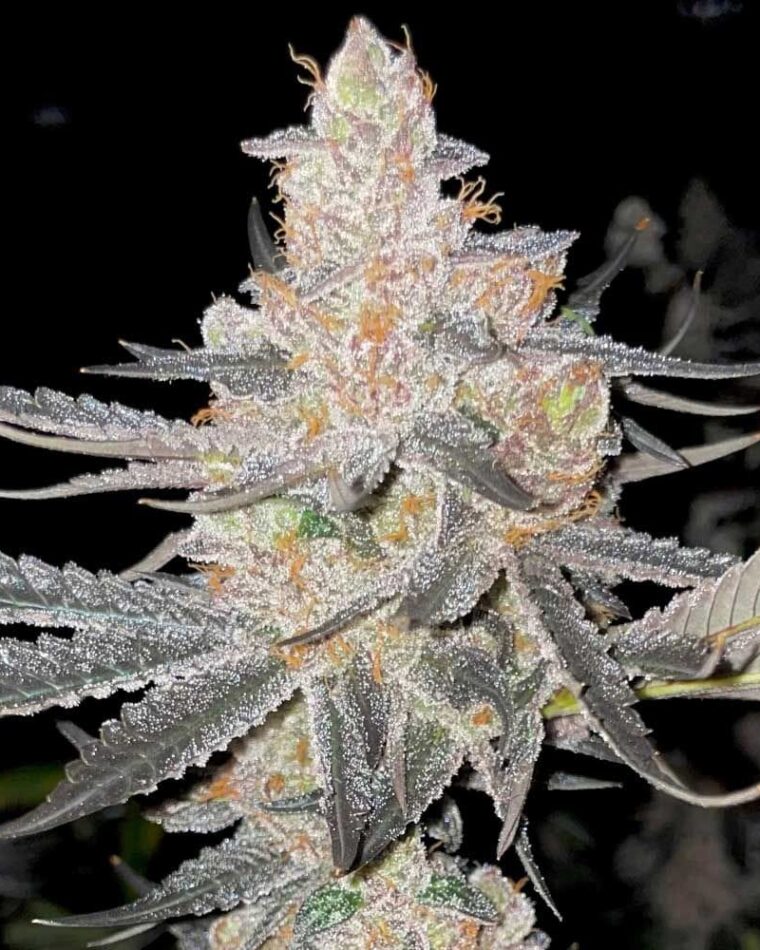 Indoor-friendly – Feminized – Large yield – Vaders Starkiller strain – image 1 – from Rare Dankness Seeds via Seed City