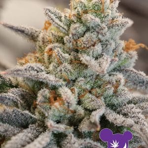 Vanilla Frosting cannabis seeds – Stress Relief – 12/12 Photoperiod – Mostly Sativa – image 1 from Seed City