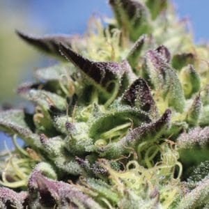 Vanilla Frosting by Humboldt Seed Company – Female seeds – Super Strength – Vanilla – image 1 – Seed City