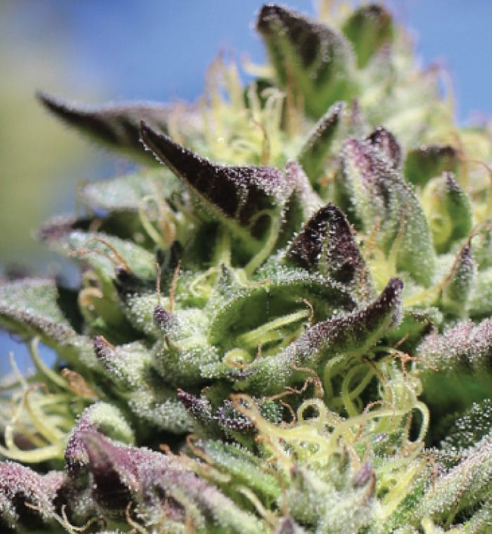 Vanilla Frosting by Humboldt Seed Company – Female seeds – Super Strength – Vanilla – image 1 – Seed City