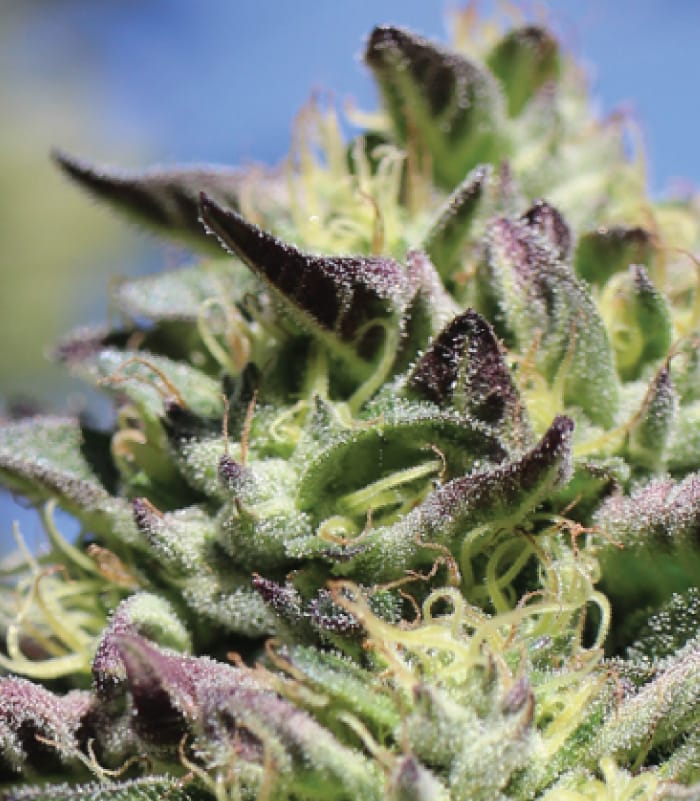 Vanilla Frosting by Humboldt Seed Company – Female seeds – Super Strength – Vanilla – image 1 – Seed City