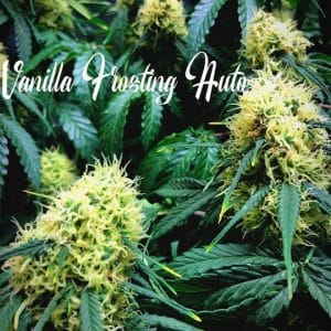 Outdoor – Guaranteed female plants – Sweet – Vanilla Frosting Auto strain – image 1 – from TasteBudz Seeds via Seed City