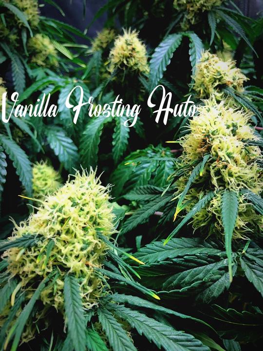 Outdoor – Guaranteed female plants – Sweet – Vanilla Frosting Auto strain – image 1 – from TasteBudz Seeds via Seed City