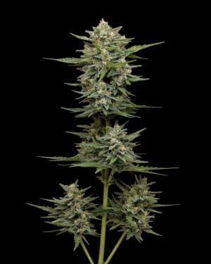 Vanilla Latte Autoflower