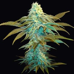 Image 1 of Vanilla Sundae cannabis by TH Seeds – 12/12 Photoperiod – Sativa Dominant – Resistant to Mould – Seed City