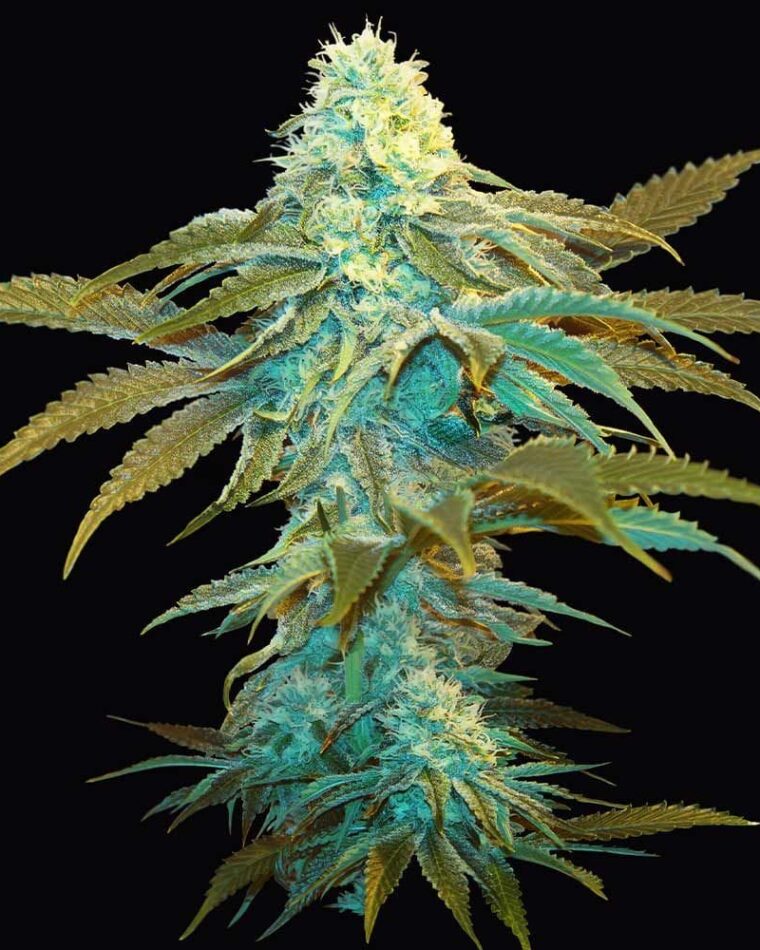 Image 1 of Vanilla Sundae cannabis by TH Seeds – 12/12 Photoperiod – Sativa Dominant – Resistant to Mould – Seed City