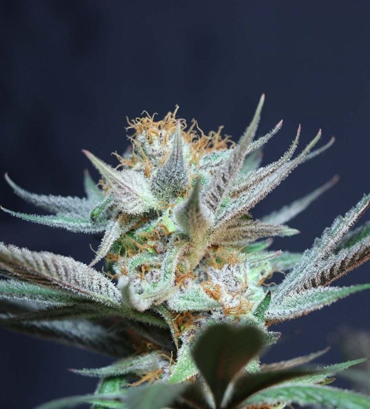 Sweet – 50% Indica/50% Sativa – Relaxing – Vanilla Tart strain – image 1 – from Subcools The Dank via Seed City