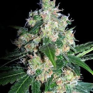 Image 1 of Velvet Bud cannabis by Seedsman Seeds – Greenhouse – Mostly Sativa – 12/12 Photoperiod – Seed City