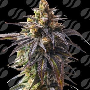 Velvet Drip Auto by Original Sensible Seeds – Super Strength – Sativa-leaning – Citrus – image 1 – Seed City