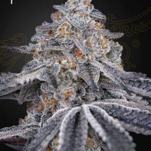Velvet Moon by Green House Seeds – Good for outdoor grow – Beginning of October – Sativa-leaning – image 1 – Seed City