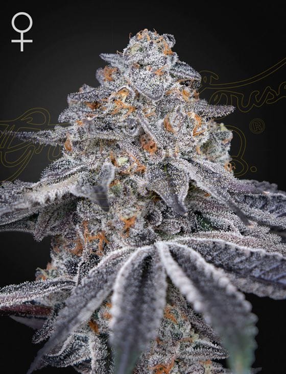 Velvet Moon by Green House Seeds – Good for outdoor grow – Beginning of October – Sativa-leaning – image 1 – Seed City