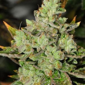 Image 1 of Venom OG cannabis by Rare Dankness Seeds – Fuel – Regular – Indica Dominant – Seed City