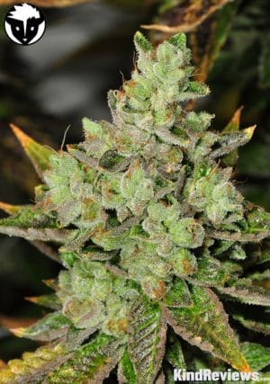 Venom OG