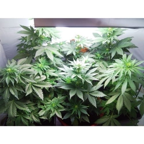 Vertigo cannabis seeds – Auto-Flowering – Fruity – Excellent harvest potential – image 3 from Seed City