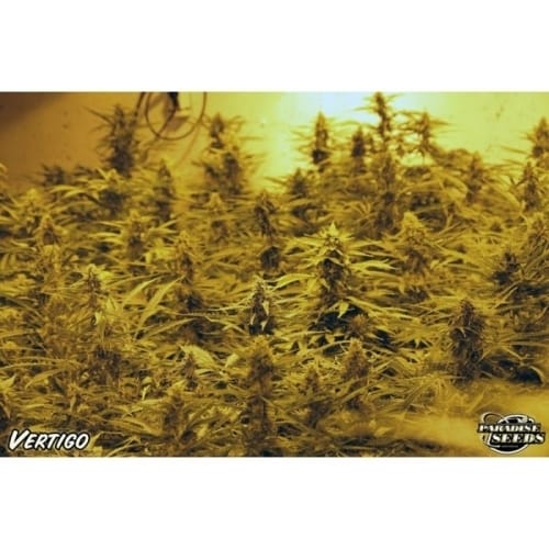 Vertigo cannabis seeds – Fruity – Excellent harvest potential – Female seeds – image 4 from Seed City