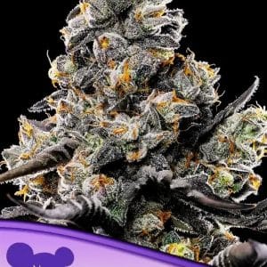 Violet Face from Anesia Seeds