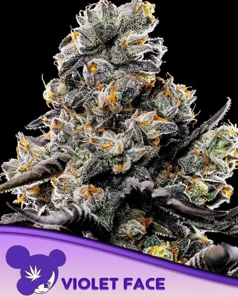 Violet Face from Anesia Seeds