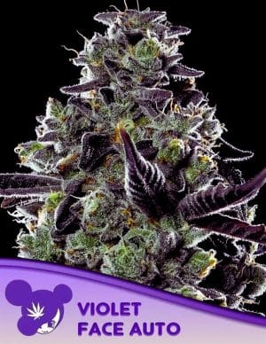 Violet Face Auto