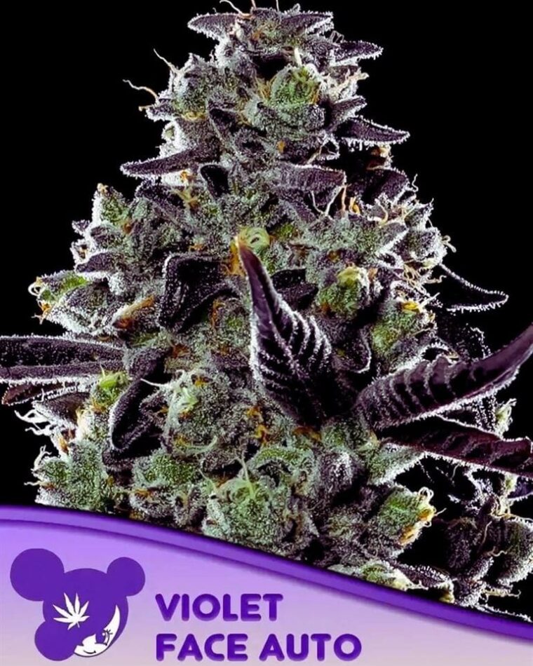 Sweet – Female seeds – Super Strength – Violet Face Auto strain – image 1 – from Anesia Seeds via Seed City
