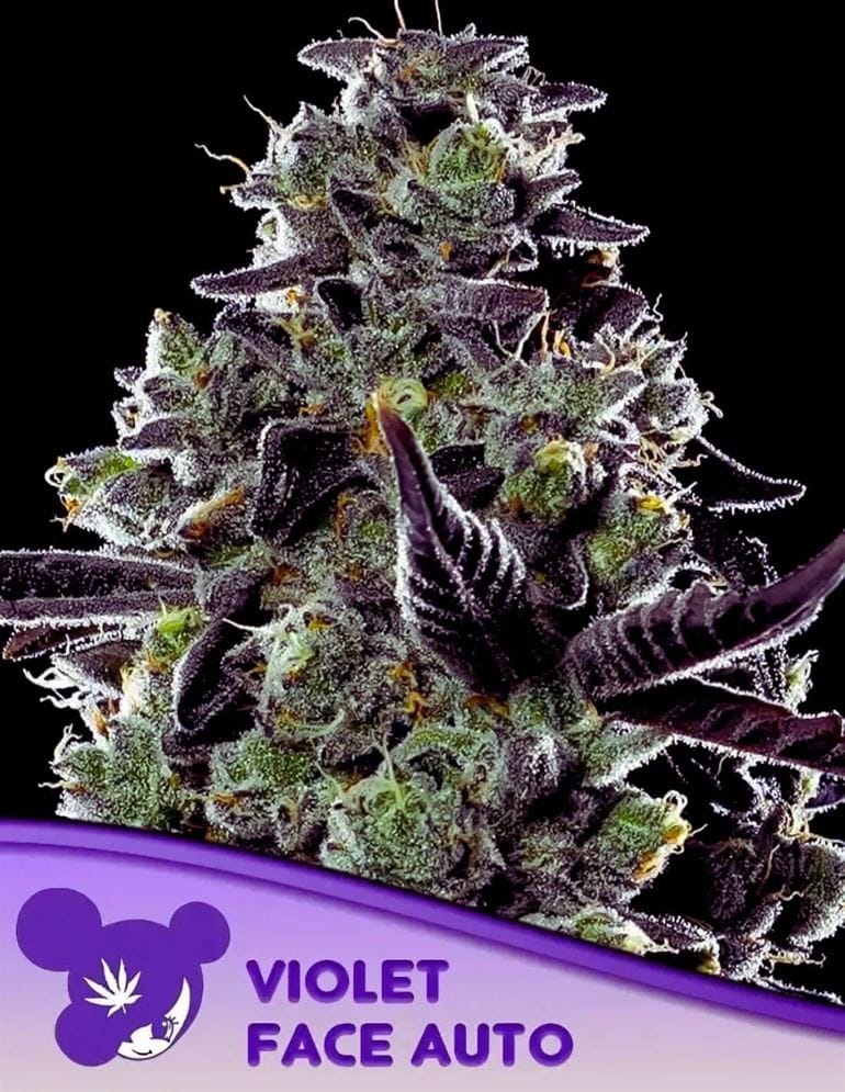 Sweet – Female seeds – Super Strength – Violet Face Auto strain – image 1 – from Anesia Seeds via Seed City