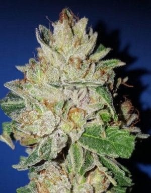 Violet Kush