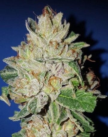 Violet Kush by Garden of Green – Indica-heavy – Cerebral – Herbal – image 1 – Seed City
