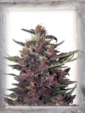 Violet Kush Auto