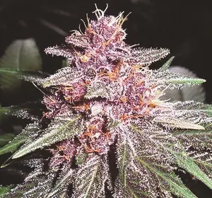 Purple Cannabis Seeds | Seed City