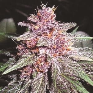 Violeta cannabis seeds – Guaranteed female plants – Resistant to Mould – 12/12 Photoperiod – image 1 from Seed City