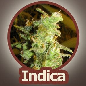 Image 1 of Viper cannabis by John Sinclair Seeds – Suited for indoor growing – 12/12 Photoperiod – Feminized – Seed City