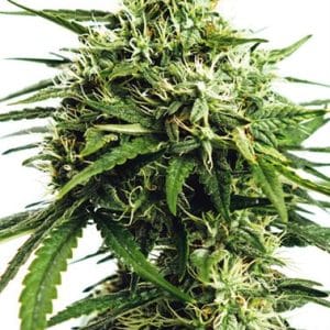 Vision Gorilla Auto by Vision Seeds – Indoor – 50% Indica/50% Sativa – Auto-Flowering – image 1 – Seed City